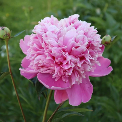 Pivoňka plnokvětá Dr. Alex Flamming - Paeonia lactiflora - hlízy pivoňky - 1 ks