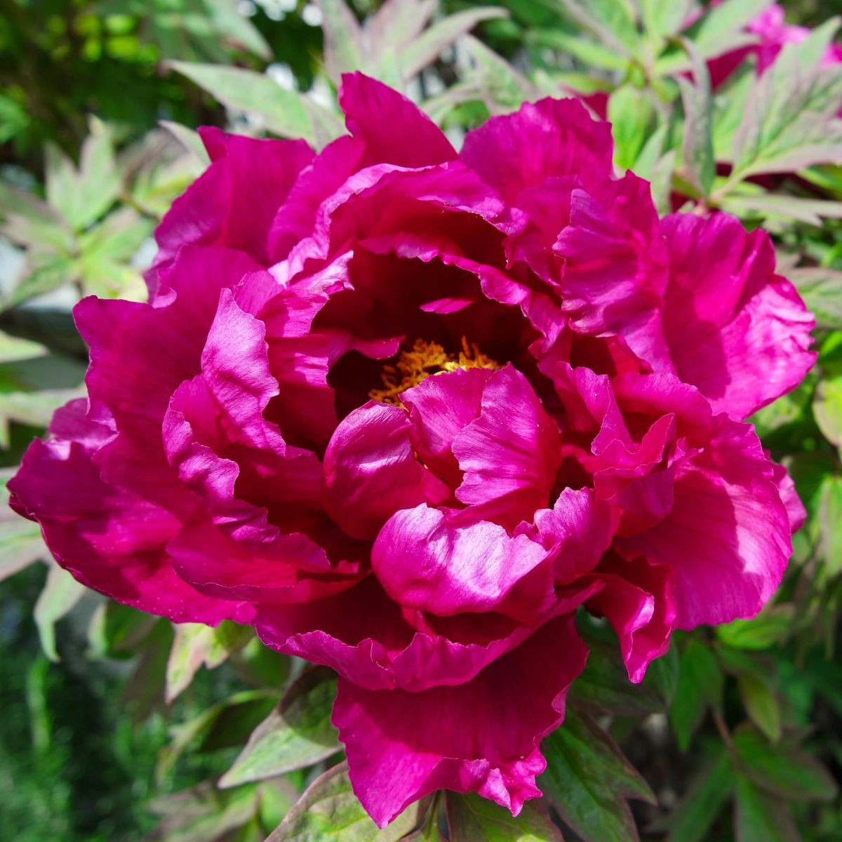 Pivoňka Karl Rosenfield - Paeonia lactiflora - hlízy pivoňky - 1 ks