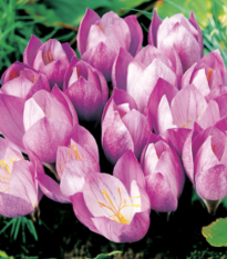 Krokus Zonatus - Crocus kotschyanus - hlízy krokusu - 3 ks