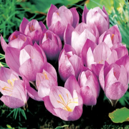 Krokus Zonatus - Crocus kotschyanus - hlízy krokusu - 3 ks
