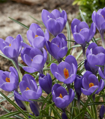 Krokus Aqua - Crocus - hlízy krokusu - 3 ks