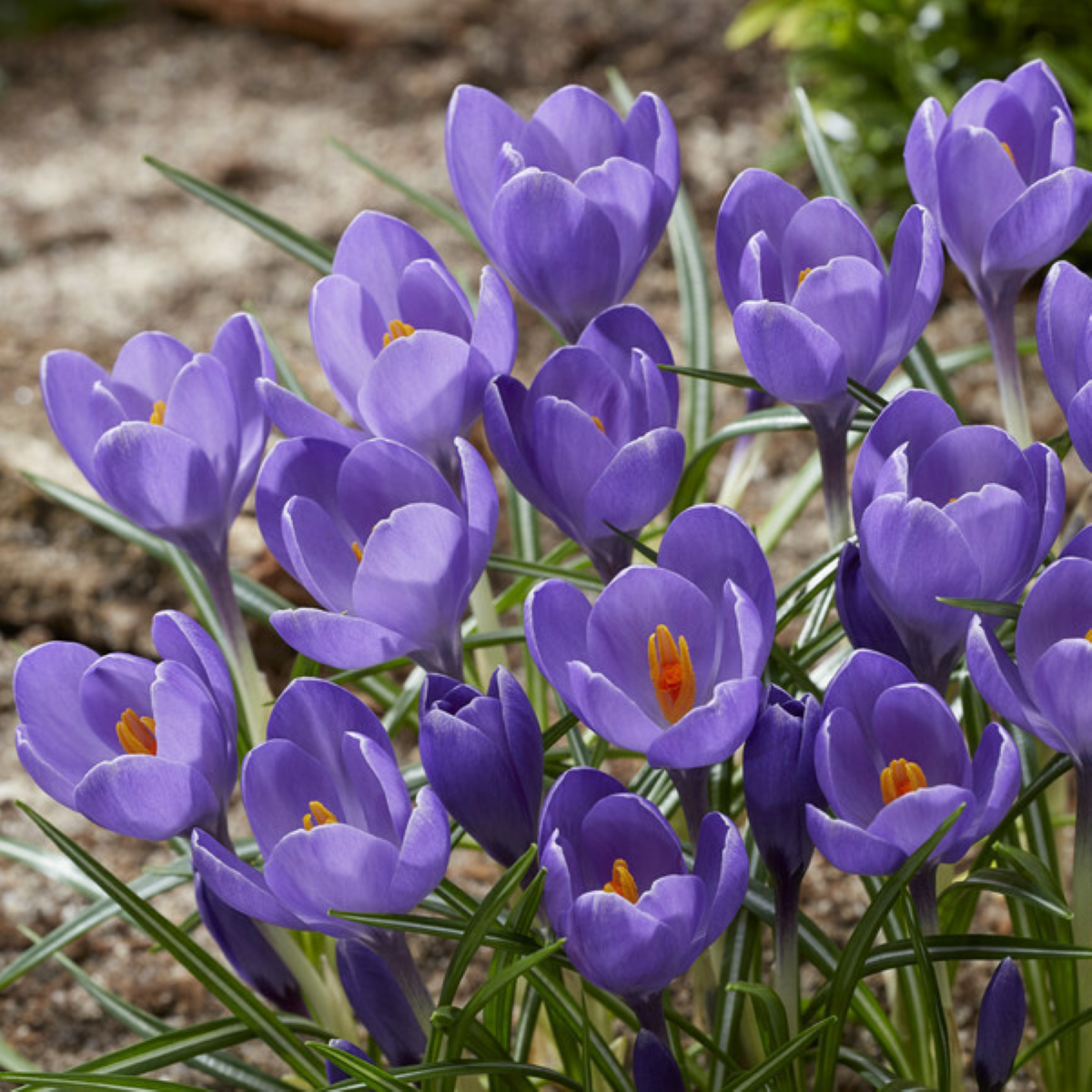 Krokus Aqua - Crocus - hlízy krokusu - 3 ks