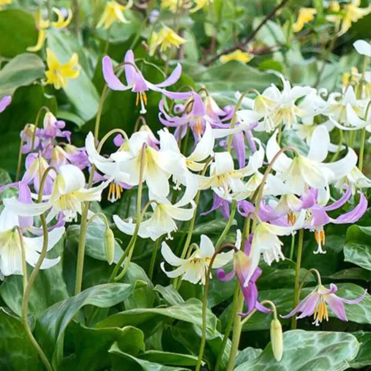 Kandík směs - Erythronium - cibule kandíku - 3 ks