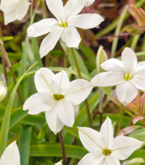 Jarní hvězdička Alberto Castilo - Ipheion uniflorum - hlízy ifejonu - 5 ks