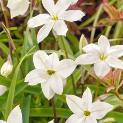 Jarní hvězdička Alberto Castilo - Ipheion uniflorum - hlízy ifejonu - 5 ks