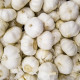 Sadbový Česnek Messidrome bílý - Allium sativum - nepaličák - cibule česneku - 1 balení