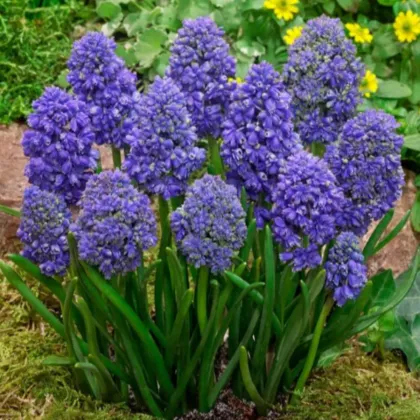 Modřenec arménský Fantasy Creation - Muscari armeniacum - cibule modřence - 5 ks