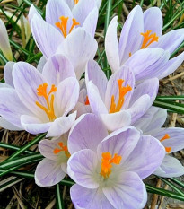 Krokus Candlelight - Crocus - hlízy krokusu - 3 ks