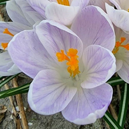 Krokus Candle Light - Crocus - cibule krokusu - 3 ks
