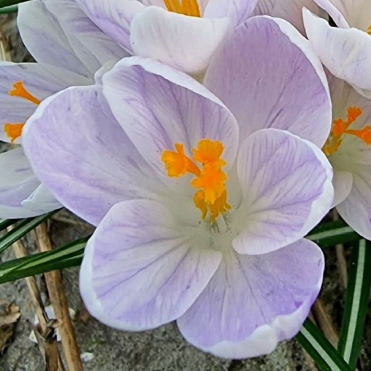 Krokus Candle Light - Crocus - cibule krokusu - 3 ks