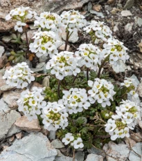 Řeřuška alpská bílá - Pritzelago alpina - semena řeřušky - 20 ks