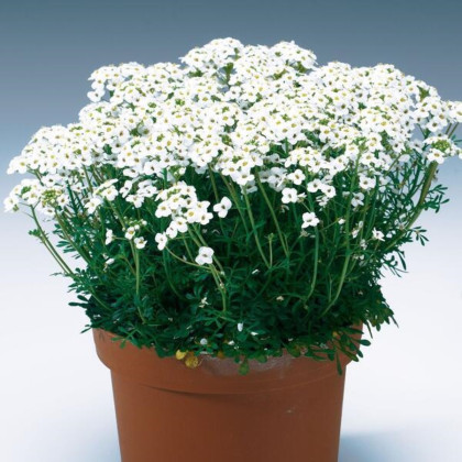 Řeřuška alpská bílá - Pritzelago alpina - semena řeřušky - 20 ks