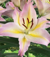 Lilie Hocus Pocus - Lilium - cibule lilie - 1 ks