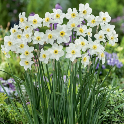 Narcis Lieke - Narcissus - cibule narcisu - 3 ks