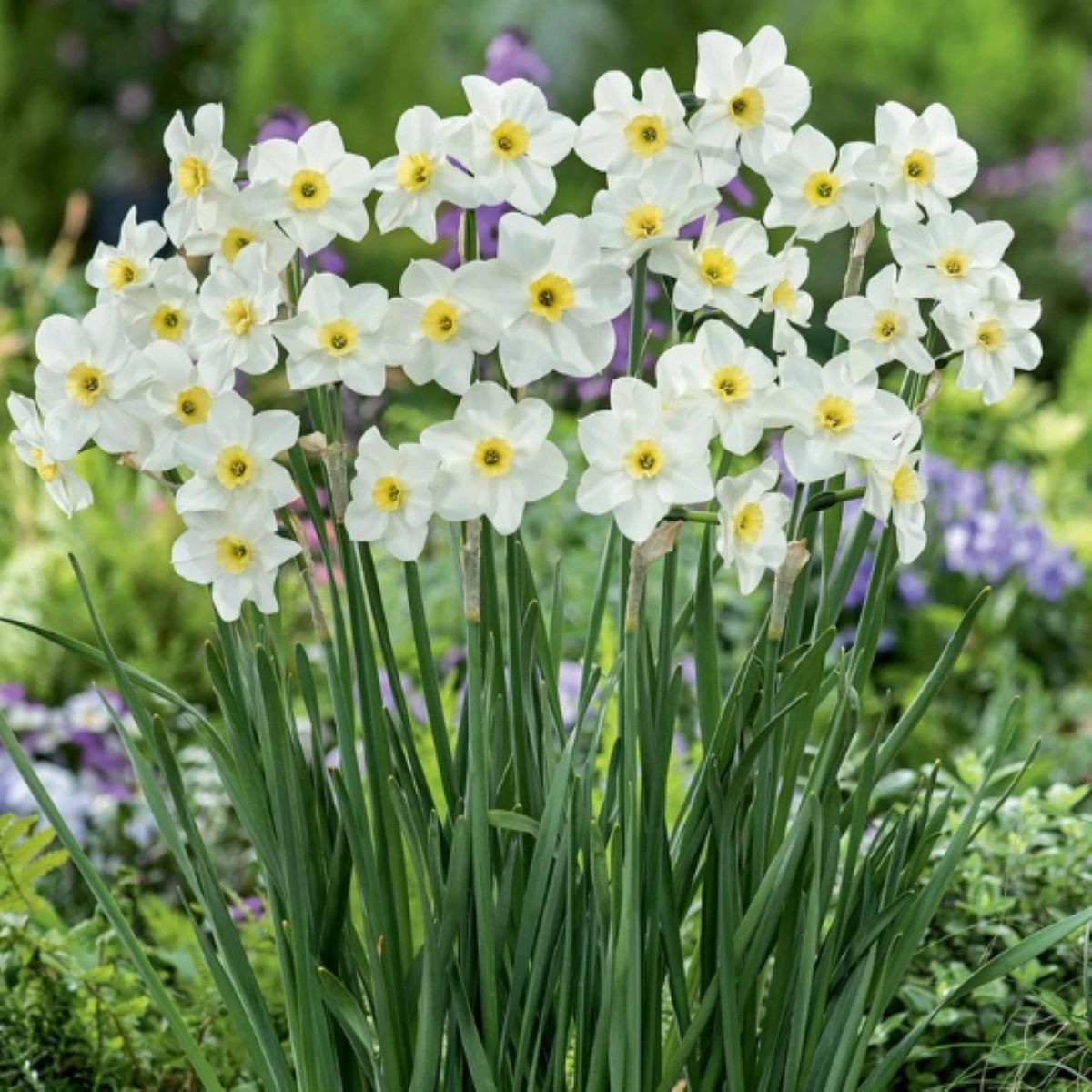 Narcis Lieke - Narcissus - cibule narcisu - 3 ks
