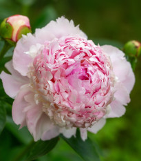 Pivoňka Angel Cheeks - Paeonia - hlízy pivoňky - 1 ks