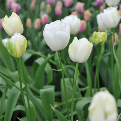 Tulipán Maureen - Tulipa - cibule tulipánu - 3 ks