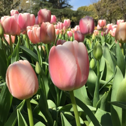 Tulipán Gabriella - Tulipa - cibuloviny - 3 ks