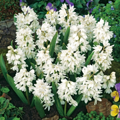 Puškinie ladoňkovitá bílá - Puschkinia scilloides alba - cibule puškinie - 6 ks