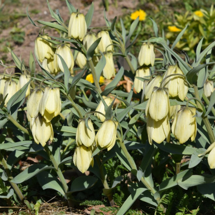 Řebčík Pallidiflora - Fritillaria - cibule řebčíku - 2 ks