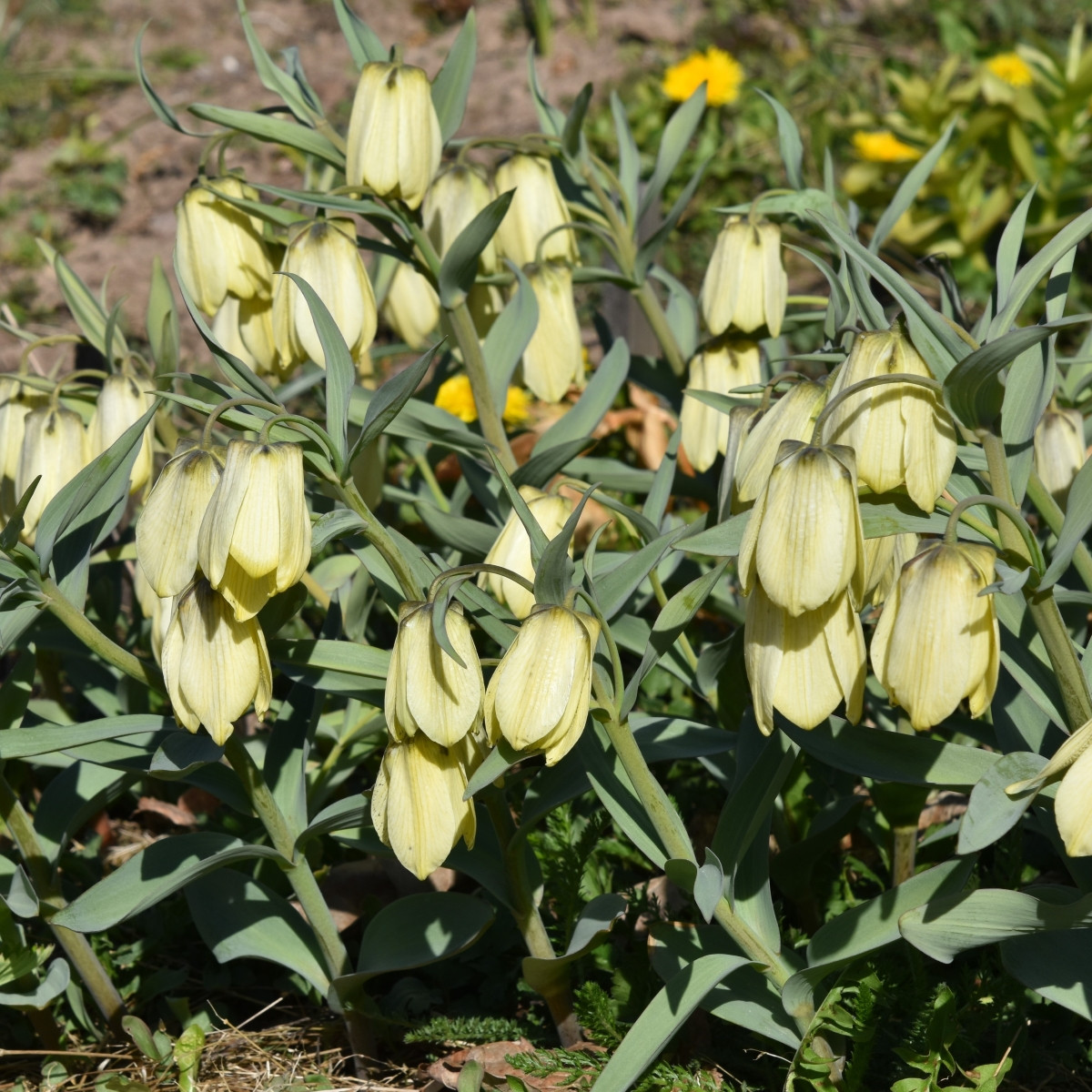 Řebčík Pallidiflora - Fritillaria - cibule řebčíku - 2 ks