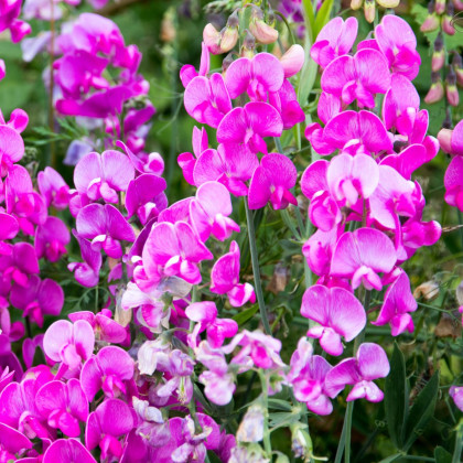 Hrachor pachnący różowy - Lathyrus odoratus - uprawa