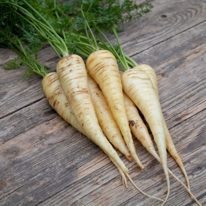 BIO Mrkev bílá Küttiger - Daucus carota - bio semena mrkve - 200 ks