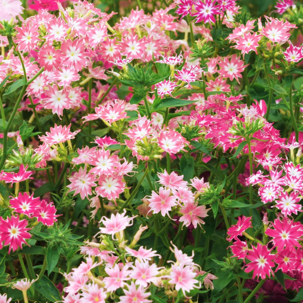 Plaménka Drummondova směs barev - Phlox drum. mix - semena plaménky - 100 ks