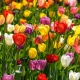 Směs tulipánů - Tulipa mix - cibule tulipánu - 15 ks