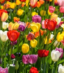 Směs tulipánů - Tulipa mix - cibule tulipánu - 15 ks