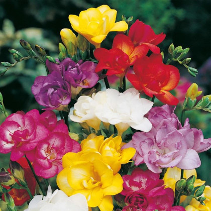 Směs frézií - Freesia mix - hlízy frézie - 15 ks