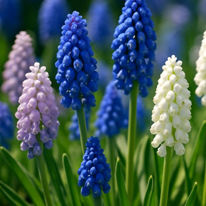 Směs modřenců - Muscari mix - cibule modřence - 25 ks