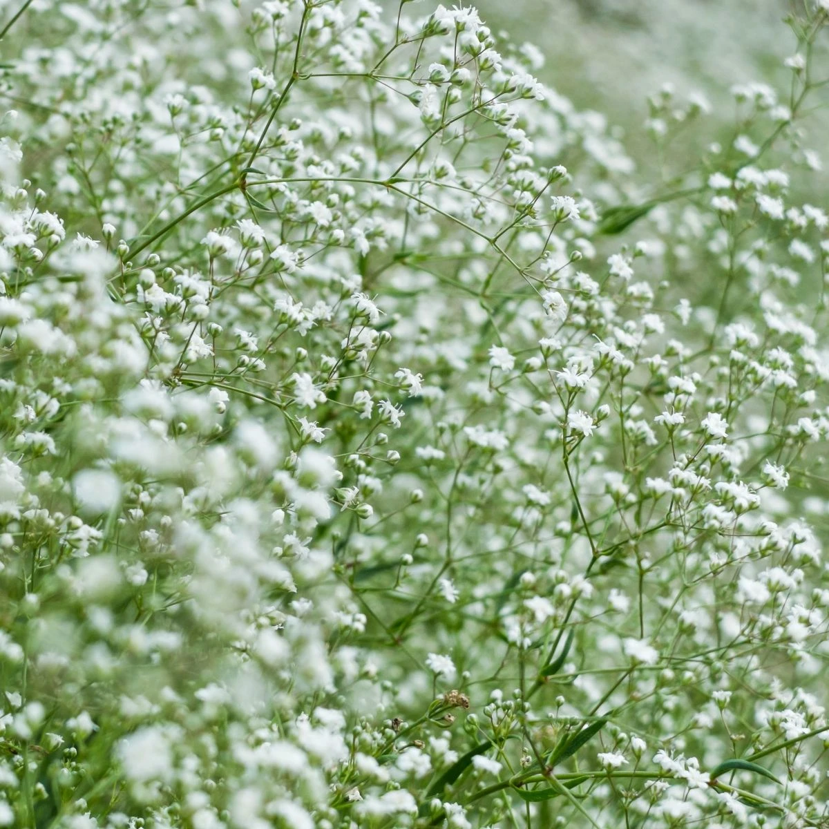 Šáter latnatý bílý - Gypsophila paniculata - semena šáteru - 150 ks