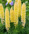 Lupina mnoholistá Gallery Yellow Shades - Lupinus polyphyllus - semena lupiny - 20 ks