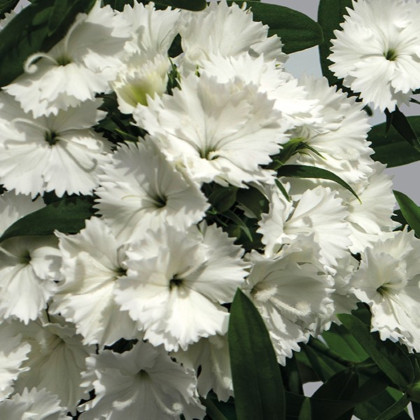 Hvozdík Chiba White - Dianthus interspecific - semena hvozdíku - 18 ks