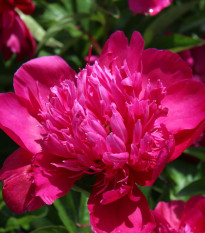 Pivoňka Big Ben - Paeonia lactiflora - hlízy pivoňky - 1 ks