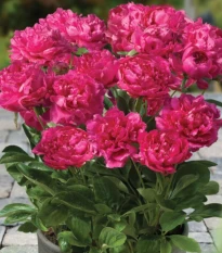 Pivoňka Patio London - Paeonia lactiflora - hlízy pivoňky - 1 ks