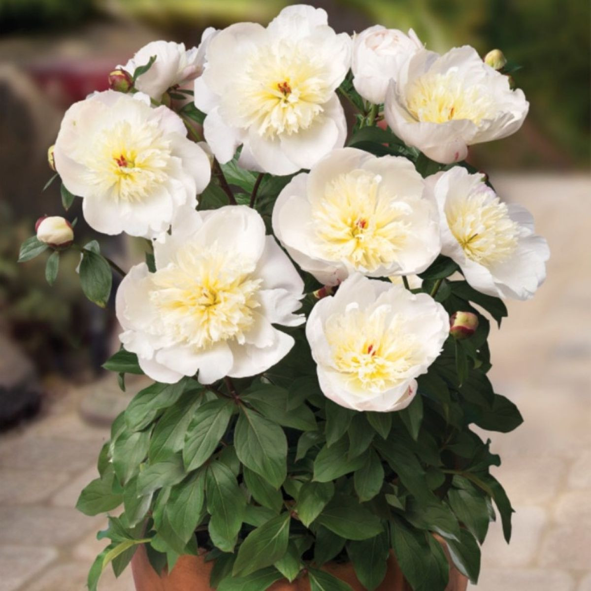 Pivoňka Patio Madrid - Paeonia - hlízy pivoňky - 1 ks