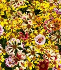 Krásnoočko Sea Shells Mix - Coreopsis hybrida - semena krásnoočka - 50 ks