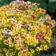 Krásnoočko Sea Shells Mix - Coreopsis hybrida - semena krásnoočka - 50 ks