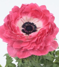 Sasanka Harmony Double Pink - Anemone coronaria - hlízy sasanky - 8 ks