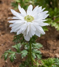 Sasanka Harmony Double White - Anemone coronaria - semena sasanky - 8 ks