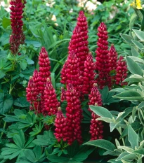 Lupina mnoholistá Gallery Red Shades - Lupinus polyphyllus - semena lupiny - 20 ks