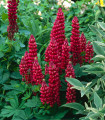 Lupina mnoholistá Gallery Red Shades - Lupinus polyphyllus - semena lupiny - 20 ks