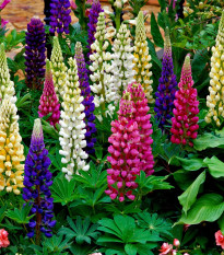 Lupina mnoholistá Gallery Mix - Lupinus polyphyllus - semena lupiny - 20 ks