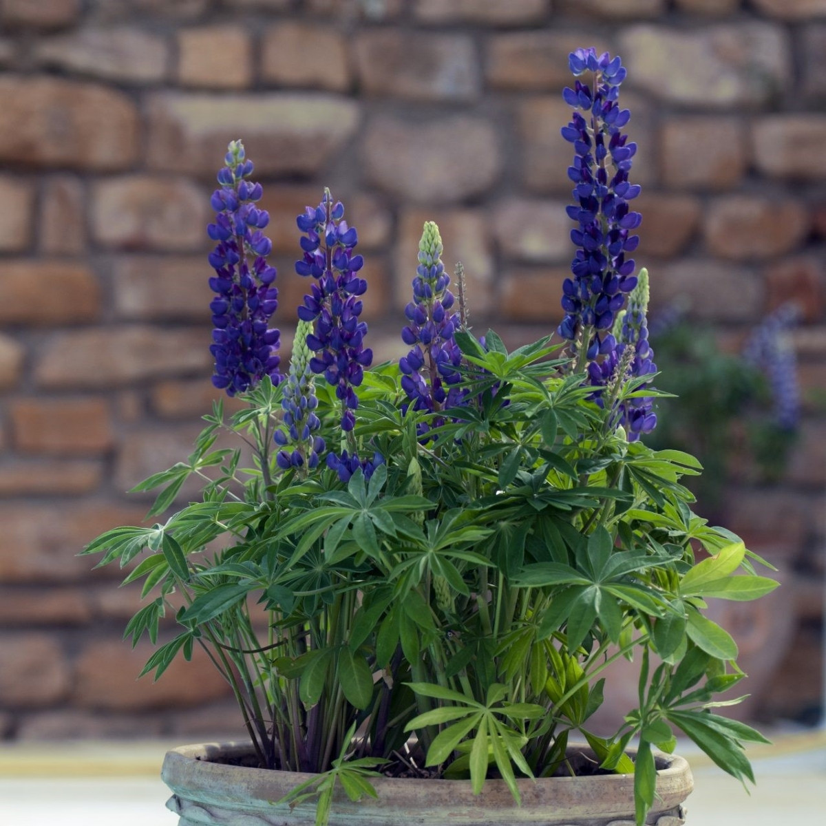 Lupina mnoholistá Mini Gallery Pure Blue - Lupinus polyphyllus - semena lupiny - 12 ks