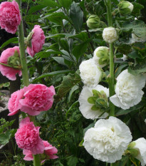 Topolovka plnokvětá Chaters mix barev  - Alcea rosea - semena topolovky - 12 ks