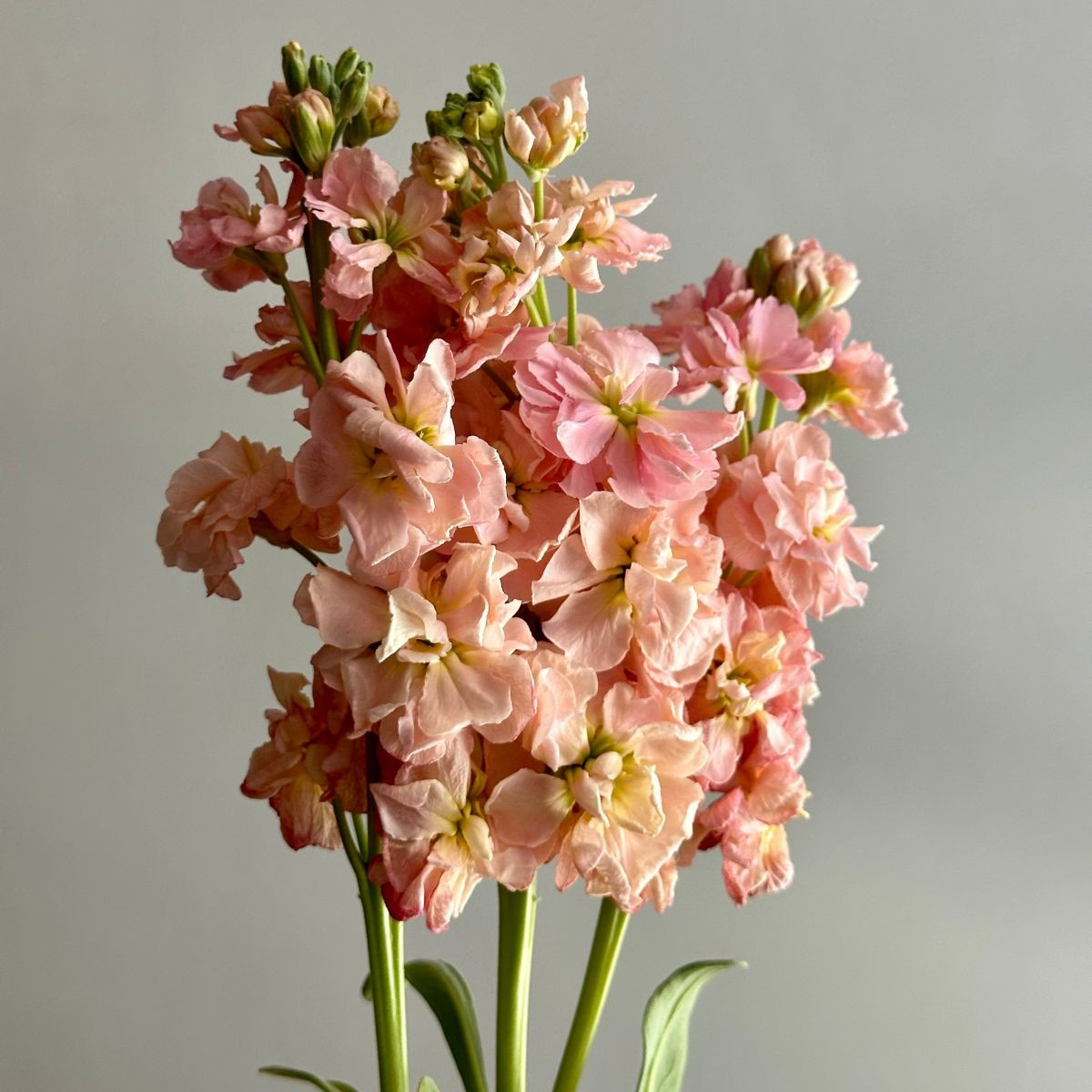 Fiala Iron Appricot - Matthiola incana - semena fialy - 40 ks