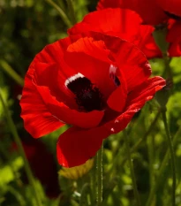 Sasanka Harmony Double Scarlet F1 - Anemone coronaria - semena sasanky - 8 ks