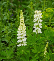 Lupina mnoholistá Gallery White Shades - Lupinus polyphyllus - semena lupiny - 20 ks
